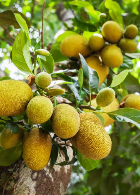 Jackfruit Trees