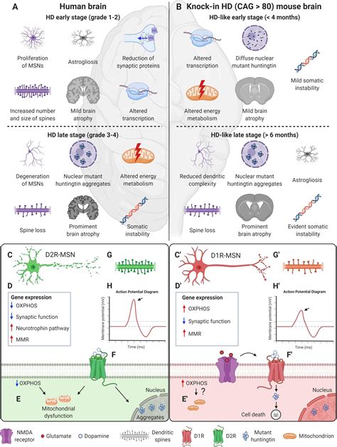 Frontiers D1R And D2R Medium Sized Spiny Neurons Diversity Insights