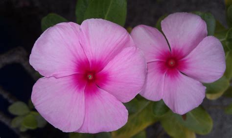 Plant Photography Catharanthus Roseus Pink Periwinkle