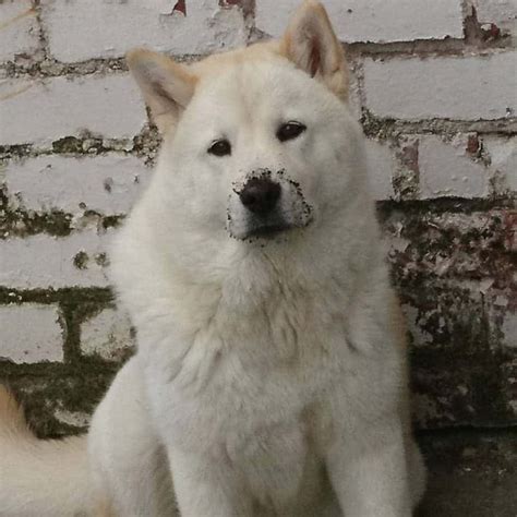 Chow Chow Siberian Husky Mix