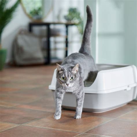 Frisco Open Top Cat Litter Box With Rim Large Gray 19 In