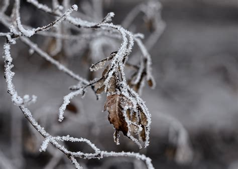 Fondos De Pantalla Agua Nieve Invierno Rama Hielo Escarcha