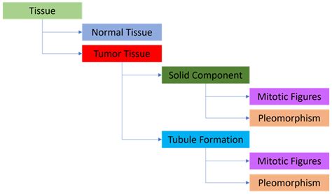 Diagnostics Free Full Text Comparative Evaluation Of Breast Ductal Carcinoma Grading A Deep