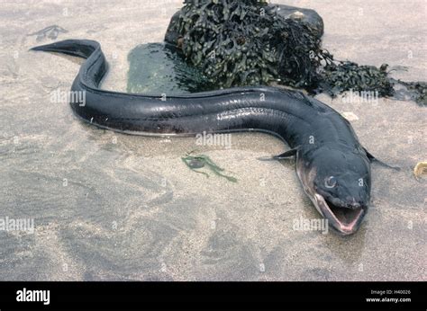 Beach, conger eel, Conger conger fish, eels, eel, sea eel, conger Stock Photo, Royalty Free ...