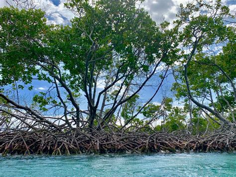 Cayo Caracoles La Parguera Lajas Puerto Rico Playas Puerto Rico