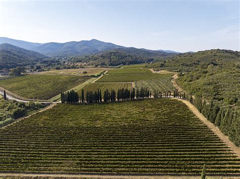 La Fascetta Doc Per Il Consorzio Tutela Vini Della Maremma Toscana