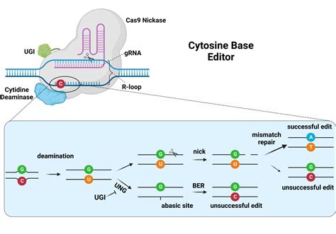 News Explainer What Are Base Editors And How Do They Work CRISPR