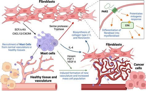 Frontiers The Cellular Triumvirate Fibroblasts Entangled In The