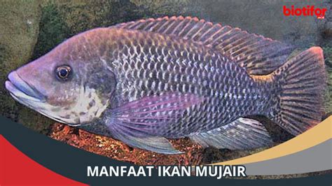 Manfaat Ikan Mujair Kaya Gizi Dan Sehat Untuk Tubuh Biotifor