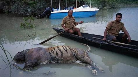 Assam floods: 225 animals dead in Kaziranga National Park | The Indian Express