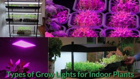 Types of Grow Lights for Indoor Plants - GardeningHow