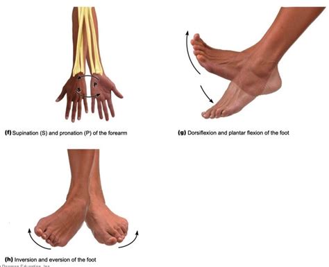 Movements Occurring At Synovial Joints Of The Body Labeling 3 Diagram