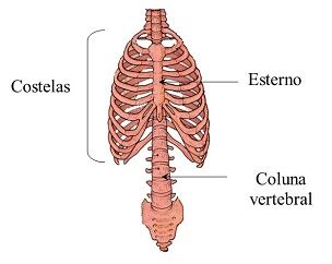 Esqueleto Do Tronco Anatomia I