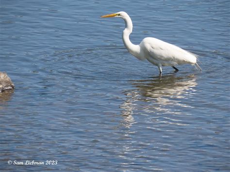 Great Egret Grand Aigrette Ardea Alba Copy Jpgs Flickr