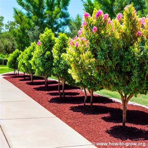 Top 10 Crepe Myrtles For Arizona Gardens Expert Recommendations