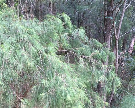 Allocasuarina Verticillata Drooping She Oak Tubestock Gardensonline