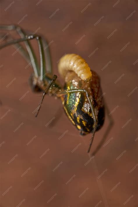 Premium Photo | Leucauge spider parasitized by a wasp in its abdomen