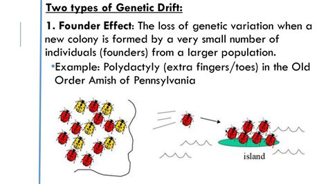 Founder Effect Example