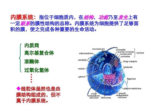 细胞的内膜系统word文档在线阅读与下载无忧文档