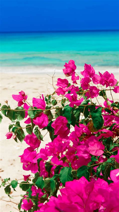 Top Bougainvillea Wallpapers Full Hd K Free To Use