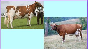 Breeds of Dairy Cattle by Adding to Agriculture | TPT