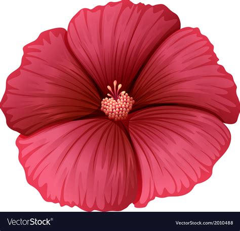 A red flower Royalty Free Vector Image - VectorStock