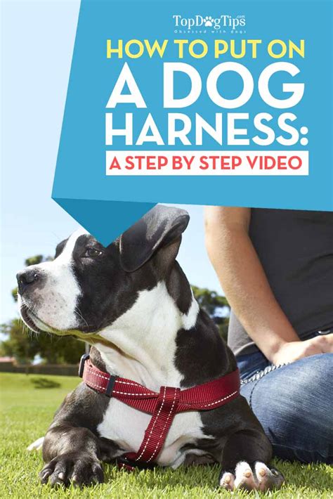 How to Put on a Dog Harness and Ensure a Proper Fit (Different Types)