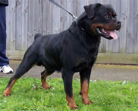 Norris Of Nikola S Lion Von Zennith German Rottweiler Breeder