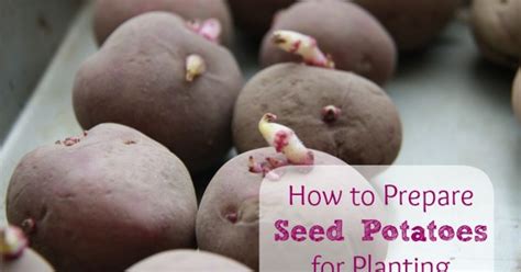 How To Prepare Seed Potatoes For Planting Hometalk