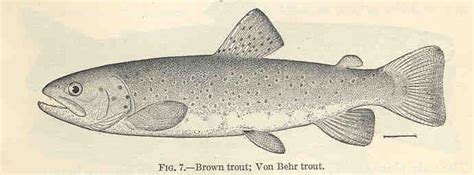 Brown Trout Von Behr Trout Salmo Trutta Image Only