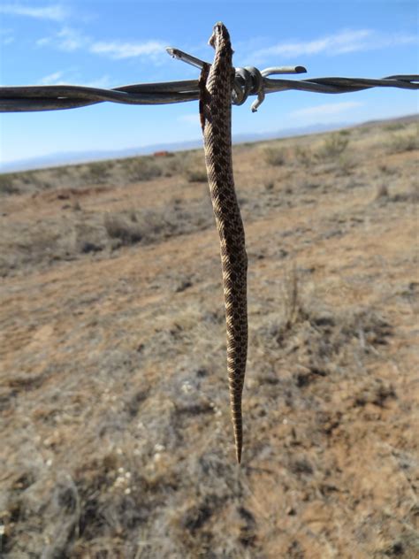 Mexican Hognose Snake From Janos Chihuahua Mexico On November