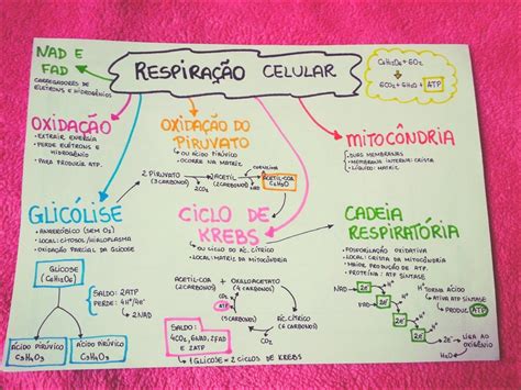 Mapa Mental Sobre Respiração Celular FDPLEARN