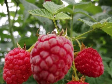 Le Voisin Ne Le Dira Pas Comment Faire Pousser Des Framboises Vraiment