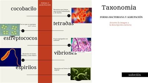 Clasificacion Bacteriana Las Bacterias Taxonomia Biologia Images Hot