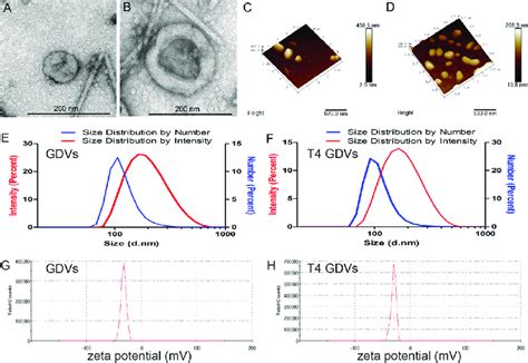 Physicochemical Properties Of Garlic Derived Nanovesicles Gdvs A