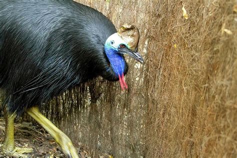 Southern Cassowary Photograph By Karen Foley Fine Art America