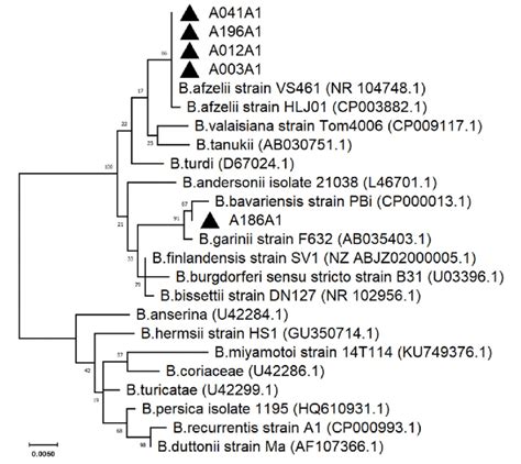 Phylogenetic Tree Of Borrelia Spp Detected In I Persulcatus Ticks