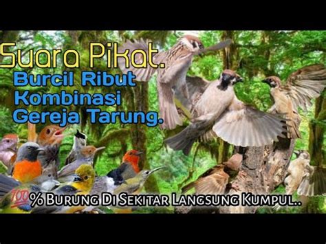 Suara Pikat Burcil Ribut Kombinasi Gereja Tarung Bikin Burung