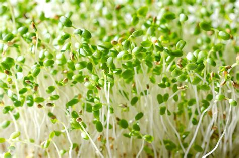 Sorten Sprossen Samen Microgreens Keimsprossen Mix Mikrogr N Vegan