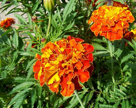 Tagetes (Marigold) | North Carolina Extension Gardener Plant Toolbox