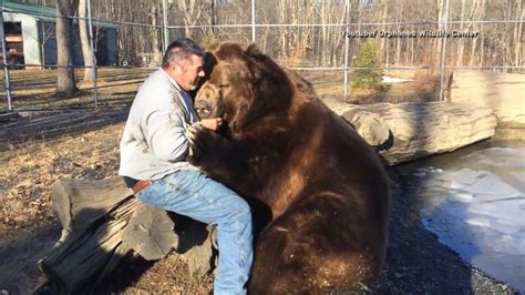 Now This Is How You Give a Bear Hug Video - ABC News