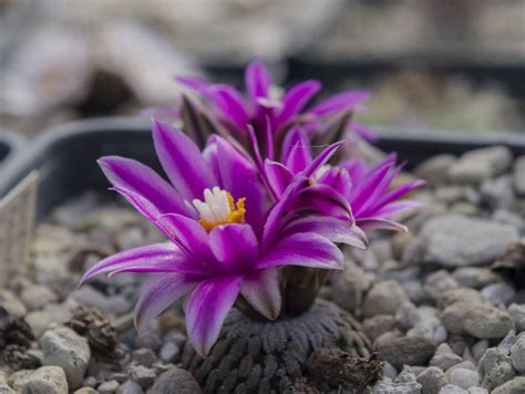 Turbinicarpus Pseudopectinatus Il Fiore Tra Le Spine