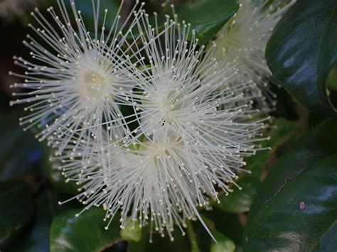 Syzygium Flowers The Flowers Of The Syzygium Australe That Flickr