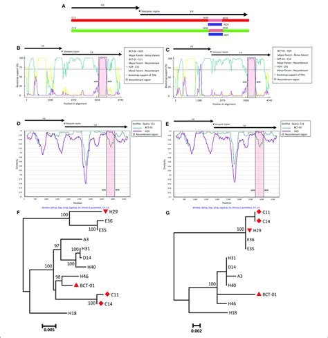 Recombination Analysis Based On The Genomes Of C11 And C14 A