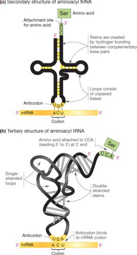 The Genetic Code An Introduction To Translation