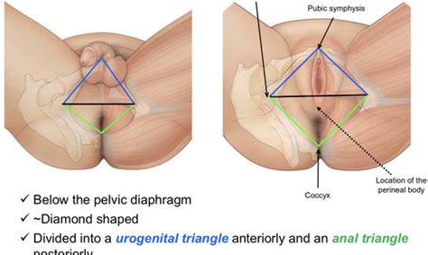 Perineum And Urogenital Triangle Flashcards Quizlet