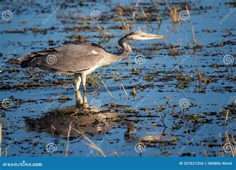 Grey Heron In The Habitat Ardea Cinerea Stock Photo Image Of Marsh