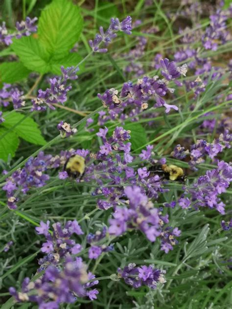 Bumblebees Visiting Lavender Flowers Lavandula Oznor Karen Hine