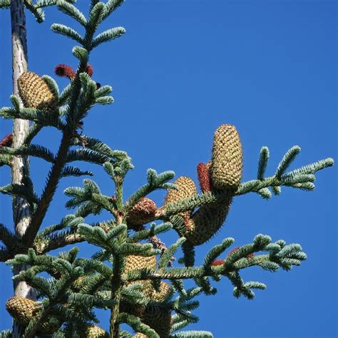 Abies Procera Noble Fir 10 000 Things Of The Pacific Northwest