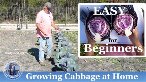 Growing Cabbage At Home L Easy For Beginners Youtube